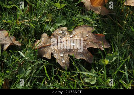 Fallen oak leaf with water droplets on the background of green grass in autumn morning in Raudondvaris, Lithuania Stock Photo