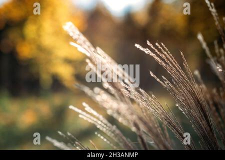 Decorative grass Miscanthus plants. Dried panicle grass texture background. Soft beige dried meadow grass. Abstract natural minimal, trend, stylish Stock Photo