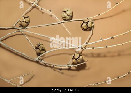 Branches with small pine cones on a brown background Stock Photo