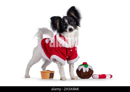 Excellent white black and tan Epagneul Nain Papillon dog puppy, standing side ways wearing red santa jacket inbetween Christmas sweet toys. Looking to Stock Photo