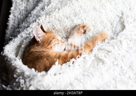 The red cat sleeps and smiles on a white fluffy blanket. Happy pet cat. Stock Photo