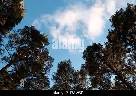 Tall pines, white clouds and blue sky, bottom view. Stock Photo