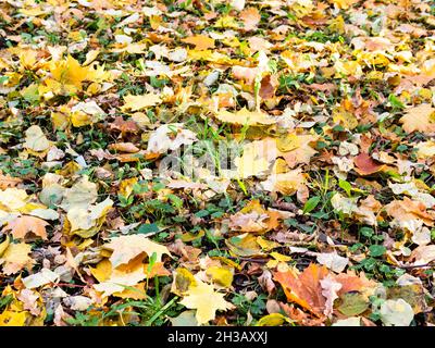 fallen colorful leaves on city lawn on autumn day Stock Photo