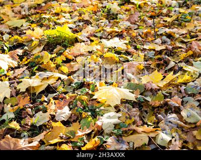 fallen colorful leaves on city lawn close up on autumn day Stock Photo