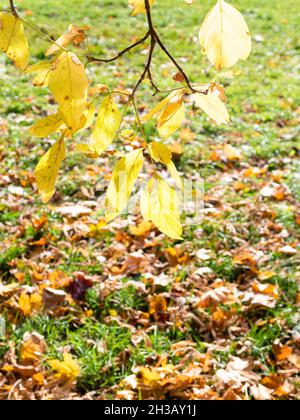 twig of ash-leaved maple tree with yellow leaves over fallen leaves covered green lawn on autumn day Stock Photo