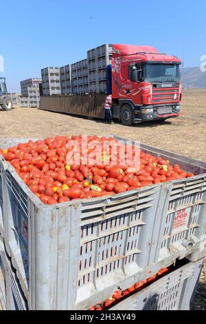 San Severo di Foggia, August, 30,2016 - Harvesting of tomatoes in the fields of the Tavoliere delle Puglie - Italy - Photo by Nicola Ianuale Stock Photo