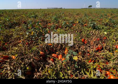 San Severo di Foggia, August, 30,2016 - Harvesting of tomatoes in the fields of the Tavoliere delle Puglie - Italy - Photo by Nicola Ianuale Stock Photo