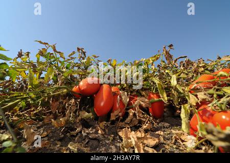 San Severo di Foggia, August, 30,2016 - Harvesting of tomatoes in the fields of the Tavoliere delle Puglie - Italy - Photo by Nicola Ianuale Stock Photo