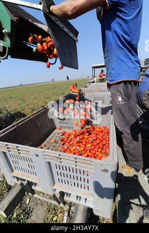 San Severo di Foggia, August, 30,2016 - Harvesting of tomatoes in the fields of the Tavoliere delle Puglie - Italy - Photo by Nicola Ianuale Stock Photo