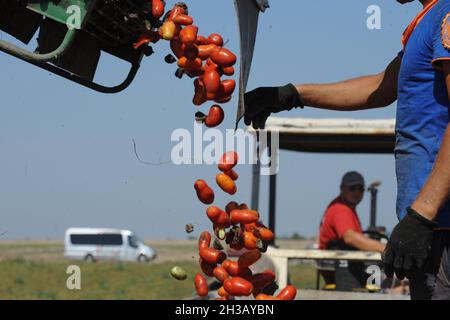 San Severo di Foggia, August, 30,2016 - Harvesting of tomatoes in the fields of the Tavoliere delle Puglie - Italy - Photo by Nicola Ianuale Stock Photo