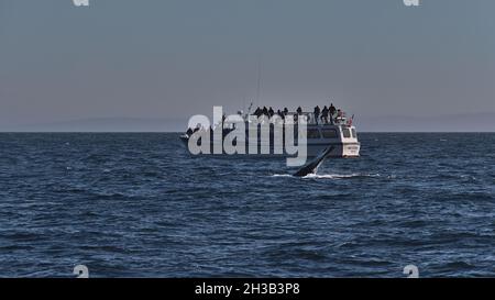 Humpback whale diving in front of American whale watching boat on Strait of Juan de Fuca in the Salish Sea near Vancouver Island. Stock Photo