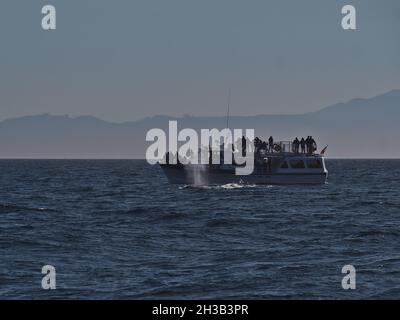 Humpback whale blowing in front of whale watching boat in the Salish Sea between Vancouver Island and Olympic Peninsula. Stock Photo