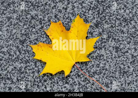 Maple yellow leaf on the gray granite. Fall background. Autumn, October Stock Photo
