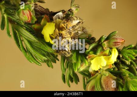 Macro view of Western Honey Bee (Apis mellifera) on Silky Guinea-Flower (Hibbertia sericea) stem, South Australia Stock Photo