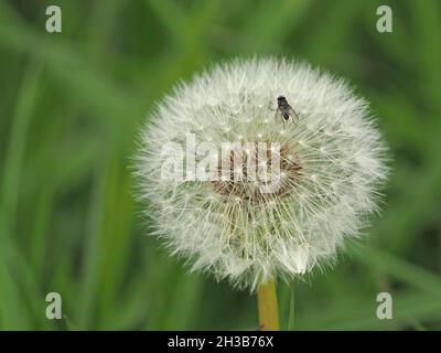fly resting on fluffy white seeds of a spherical seedhead or clock of Dandelion (Taraxacum officinale) against green background in Cumbria, England,UK Stock Photo