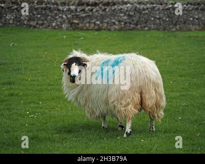 fluffy white Rough Fell sheep with white muzzle on black face & thick long fleece marked with blue dye feeding in grassy field in Cumbria, England,UK Stock Photo