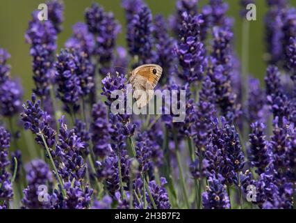 Gatekeeper / Hedge Brown, Pyronia tithonus, butterfly on lavender in garden Stock Photo
