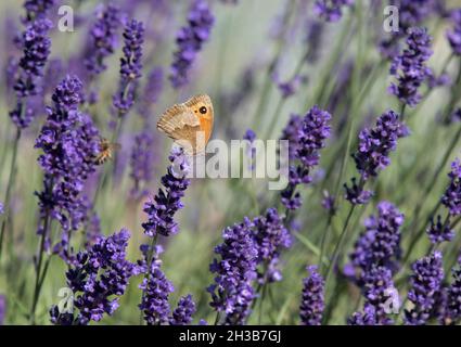 Gatekeeper / Hedge Brown, Pyronia tithonus, butterfly on lavender in garden Stock Photo