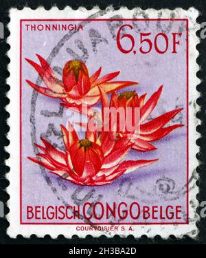 BELGIAN CONGO - CIRCA 1952: a stamp printed in Belgian Congo shows Ground Pineapple, Tonningia Sanguinea, Flowering Plant, circa 1952 Stock Photo