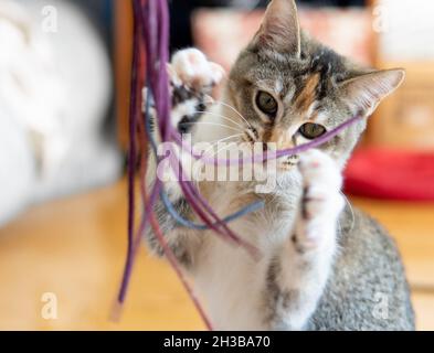 A tabbico (calico and tabby) kitten (4 months old) plays with a toy Stock Photo