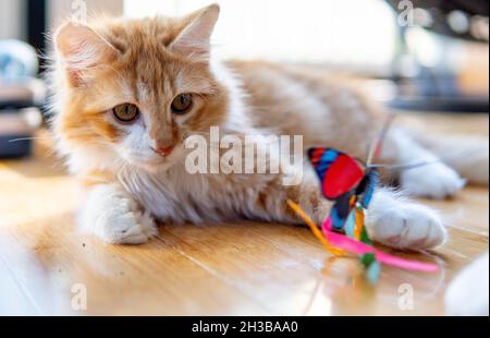 And orange and white (ginger) long-haired kitten (4 months) plays with a butterfly toy on a hardwood floor Stock Photo