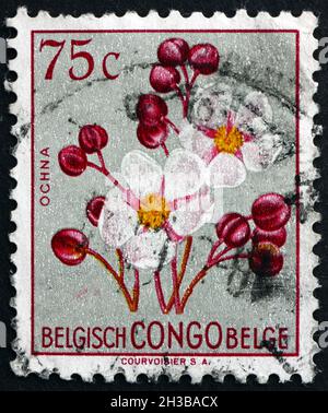 BELGIAN CONGO - CIRCA 1952: a stamp printed in Belgian Congo shows Ochna, Flowering Plant, circa 1952 Stock Photo