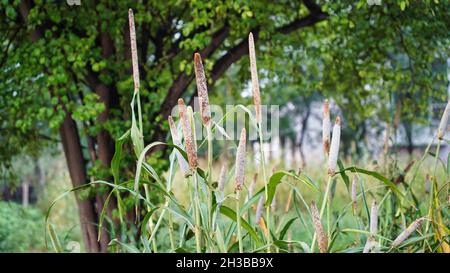 Ripe buds of millet plant. Beautiful Pennisetum glaucum or pearl millet plant Stock Photo