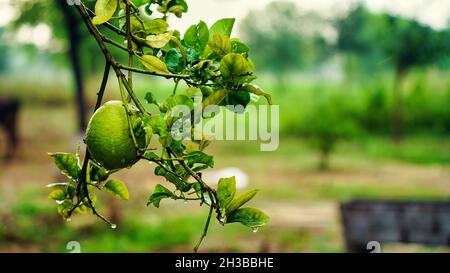 Fresh lemons hanging on the branch of Lemons tree. Bunches of fresh lemons on lemon tree branches in Fruits garden.Big lemon on the lemon tree. Stock Photo