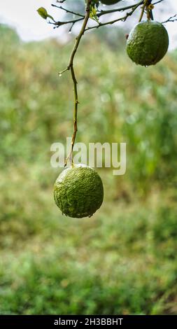 Fresh lemons hanging on the branch of Lemons tree. Bunches of fresh lemons on lemon tree branches in Fruits garden.Big lemon on the lemon tree. Stock Photo