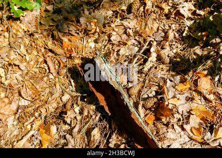 Forest litter, on which fell a lot of dry leaves, pine needles and cones, also lies a piece of bark. Stock Photo