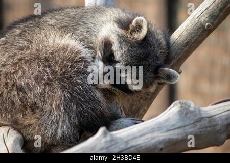 raccoon curled up in a ball and sleeping on a branch Stock Photo