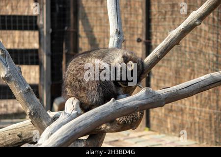 raccoon curled up in a ball and sleeping on a branch Stock Photo