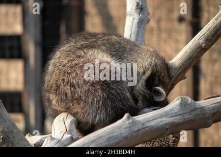 raccoon curled up in a ball and sleeping on a branch Stock Photo