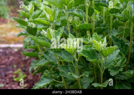 Botanical collection, medicinal plant green althaea officinalis in summer Stock Photo