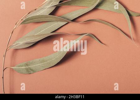 Dried eucalyptus branch on brown background, close-up, flat lay Stock Photo