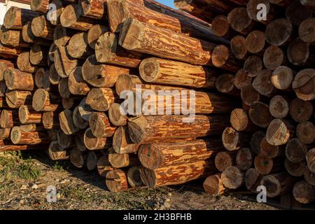 Tree trunks, stack of cut tree trunks. Close-up pile of wood logs. Stock Photo