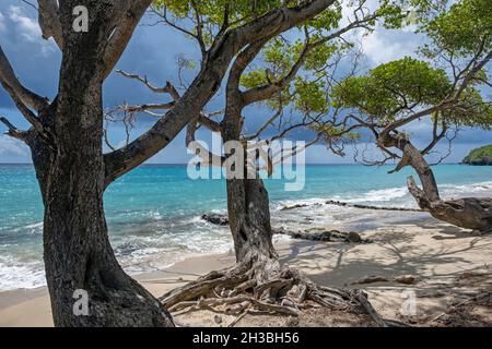 White sandy beach with twisted juniper trees on the island Bequia, part of the nation of Saint Vincent and the Grenadines in the Caribbean Sea Stock Photo