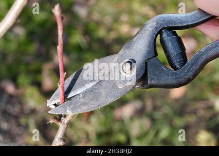 A woman with garden scissors cuts off excess branches from an apple tree. Stock Photo