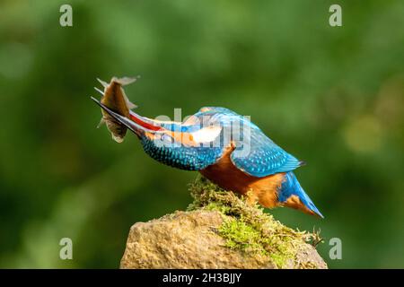 Kingfisher (Alcedo atthis) killing a fish it has caught by shaking and striking it against a perch, with eyes protected by nictitating membrane, UK Stock Photo