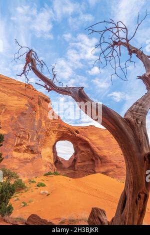 Dead Tree in front of The Ear of The Wind in Monument Valley Stock Photo