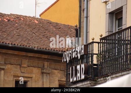 MADRID, SPAIN - Oct 02, 2021: A shot of a seagull standing on a balustrade in Madrid, Spain Stock Photo