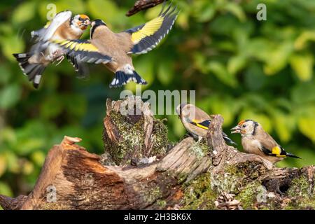 Small group of goldfinches (Carduelis carduelis) at a ground feeder, with two fighting or showing aggressive behaviour, UK Stock Photo