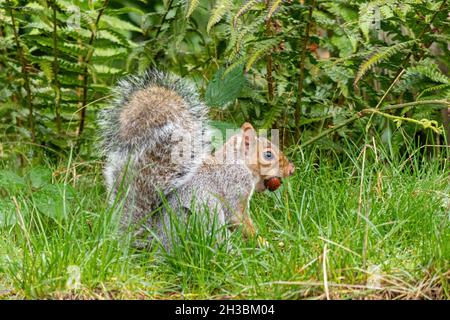Grey squirrel (Sciurus carolinensis) during autumn with a hazelnut in its mouth ready to hide bury cache its food, UK Stock Photo
