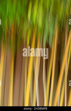 Bamboo in wind, blurred motion, Oregon Stock Photo