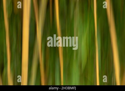 Bamboo in wind, blurred motion, Oregon Stock Photo