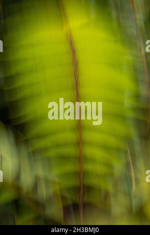 Sumac leaves in wind, Autumn, Portland, Oregon Stock Photo