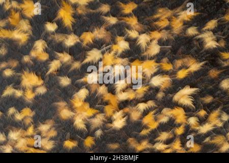 Fallen maple leaves on wet pavement, Autumn, Oregon Stock Photo