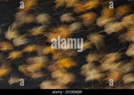 Fallen maple leaves on wet pavement, Autumn, Oregon Stock Photo
