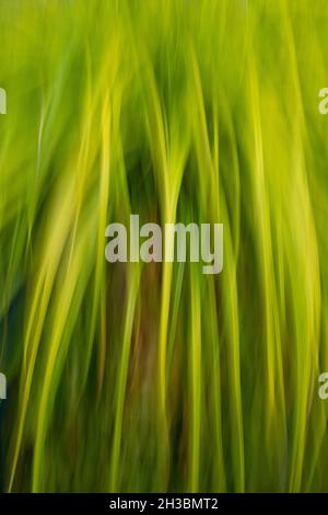 Grass in wind, blurred motion, Abstract Stock Photo