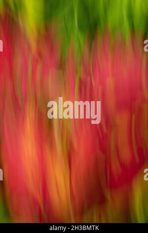 Autumn leaves in wind, Fall Color, Blurred Motion Stock Photo